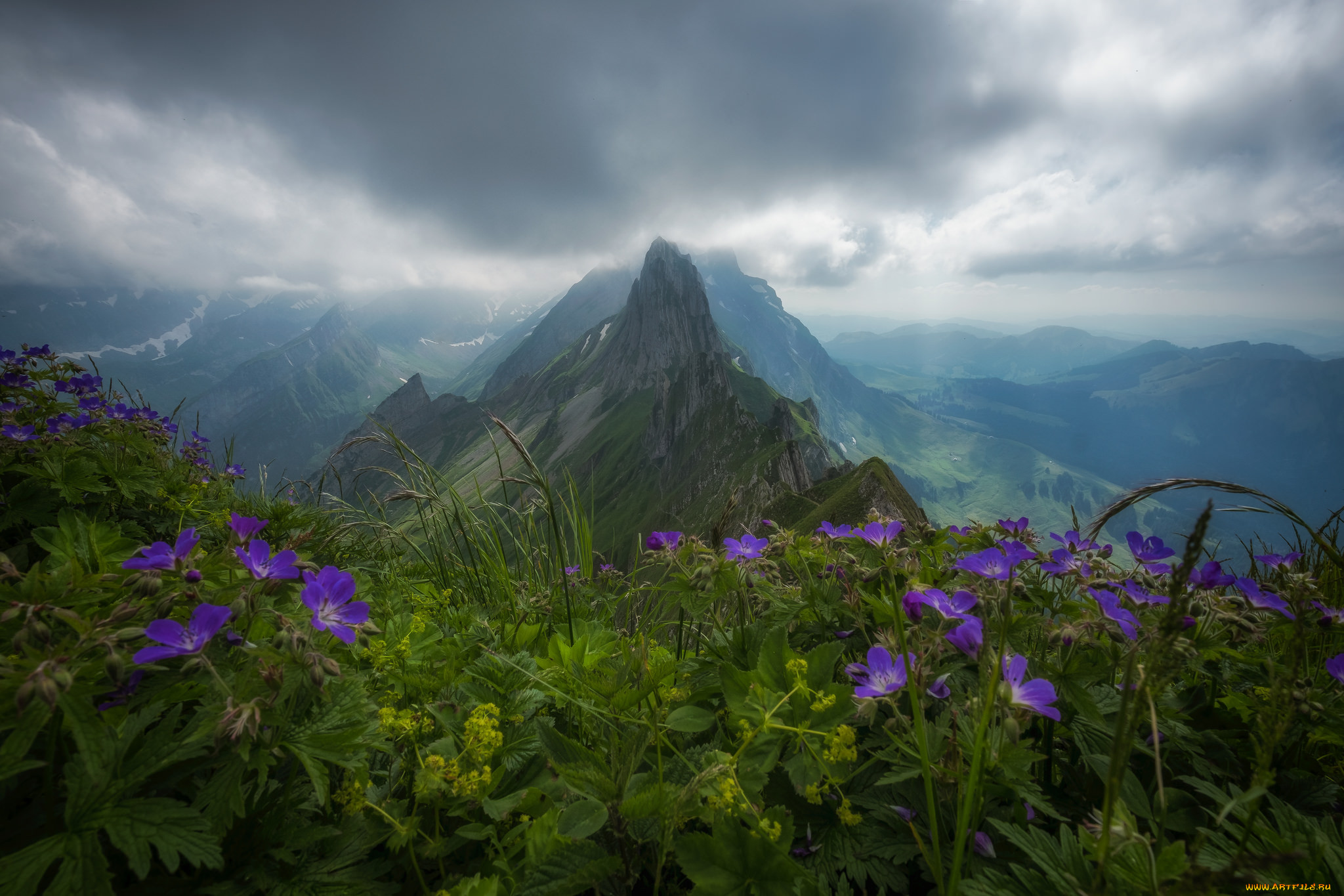 Поляна в горах. Альпийские Луга Эльбруса. Горные цветы Швейцарии. Горный цветок. Горы туман цветы.